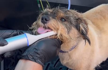 Dental Hygiene