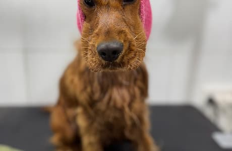 Warm Bath & Blow Dry